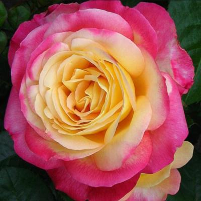 Восточный экспресс роза чайно-гибридная,бутоны интенсивные желтые, а края темно-розовые оттенки