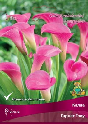 Гарнет Глоу калла малиново-розовая 1шт (14/16)