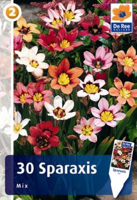 Спараксис Микс 30шт, (4/+), (25-40см)