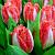 Пентхаус тюльпан 6шт (11/12) 45см розовые
