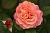 Августа Луиза роза чайно-гибридная, розово-персиковой окраска 1 шт
