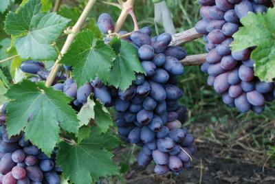 Байконур виноград ранний темно-фиолетовый (в тубе)