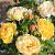 Шато де Шеверни роза флорибунда ПРЕМИУМ, бутоны многочисленные, розовато-жёлтые