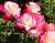 Делайт мини роза кремово-розовая спрей 1шт 
